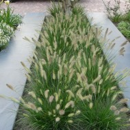 Пеннисетум Pennisetum Little Honey