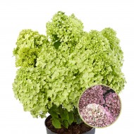 Гортензія Hydrangea paniculata Pandora 