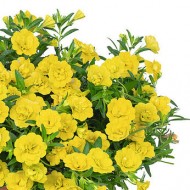 Калібрахоа Aloha Double Yellow 