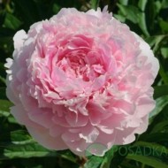 Півонія Paeonia Albert Crousse