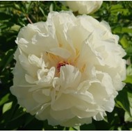 Півонія Paeonia Ballerina