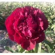 Півонія Paeonia Геркулес