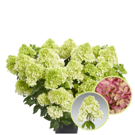 Гортензія Hydrangea paniculata Pantonella