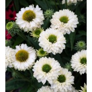 Эхинацея Echinacea Sunseekers White Perfection