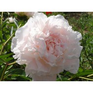 Пион Paeonia Madylone