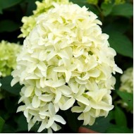 Гортензия метельчатая Скайфолл Hydrangea paniculata Skyfall