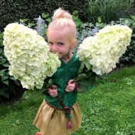  Гортензия метельчатая Hydrangea paniculata Hercules