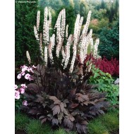 Клопогон ветвистый  Cimicifuga atropurpurea