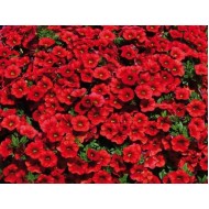 Калибрахоа Calipetite Red