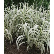 Арундо варієгата Arundo donax Variegata