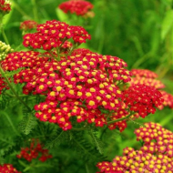 Тысячелистник Achillea Paprika