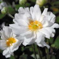 Анемона Anemone Whirlwind