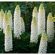 Люпин Lupinus Polar Princess
