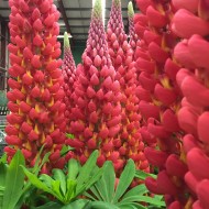 Люпин Lupinus Towering Inferno