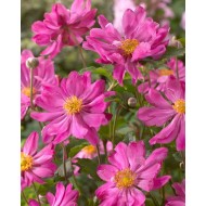 Анемона Anemone Prinz Heinrich