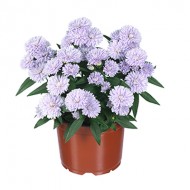 Астра Astra Showmakers Lilac Sunset