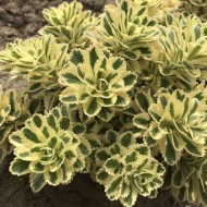 Седум Sedum Atlantis