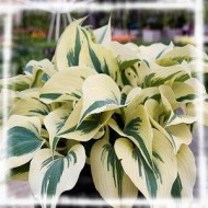 Хоста Hosta Firn Line