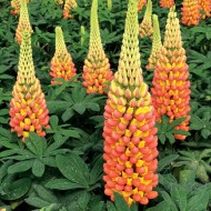 Люпин Lupinus Gladiator