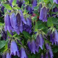 Колокольчик Campanula  Purple Sensation