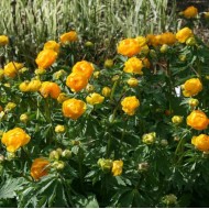 Купальница Trollius Etna