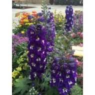 Дельфиниум Delphinium Delphina Dark Blue White Bee