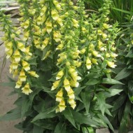 Наперстянка Digitalis Spice Island