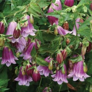 Колокольчик Campanula Pantaloons