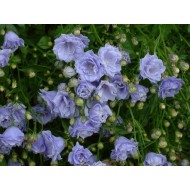 Колокольчик Campanula Elizabeth Oliver