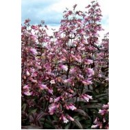Пенстемон Penstemon Pocahontas