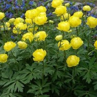 Купальница Trollius Lemon Queen