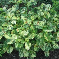 Персикария Persicaria virginiana Painters Palette