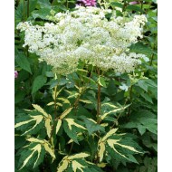 Филипендула Filipendula variegata
