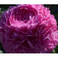 Пион Paeonia Варенька