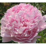 Пион Paeonia Скарбниця