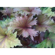 Бузульник Ligularia Osiris Cafe Noir