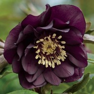 Морозник Helleborus Double Ellen Purple