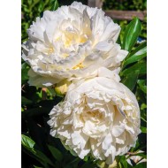 Пион Paeonia Marie Lemoine