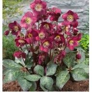 Морозник Helleborus Anna's Red