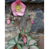 Морозник Helleborus Dorothy's Dawn