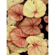 Бузульник Ligularia Garden Confetti