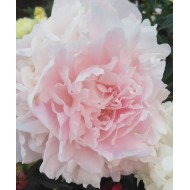Пион Paeonia Doris Cooper