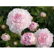 Пион Paeonia Elise Renault