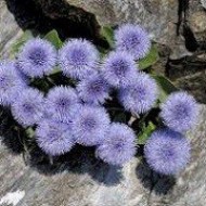 Глобулярия Globularia incanescens