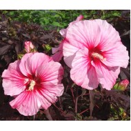 Гибискус Hibiscus Corousel Pink Candy