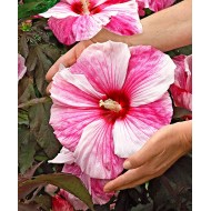 Гибискус Hibiscus Kopper King