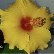 Гібіскус Hibiscus Adonicus Yellow