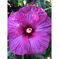 Гибискус Hibiscus Plum Crazy