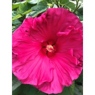 Гибискус Hibiscus Jazzberry Jam