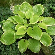 Хоста Hosta Winter Snow